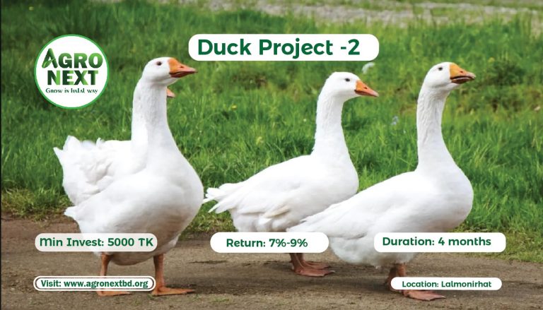 Duck Project-2-01