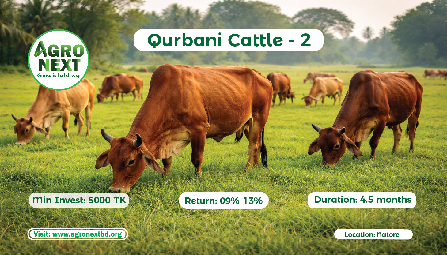 Qurbani Cattle Project- 2